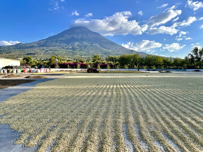 Coffee Processing Methods in the Americas