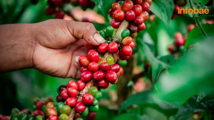 Coffee Prices Rise as Dollar Weakens