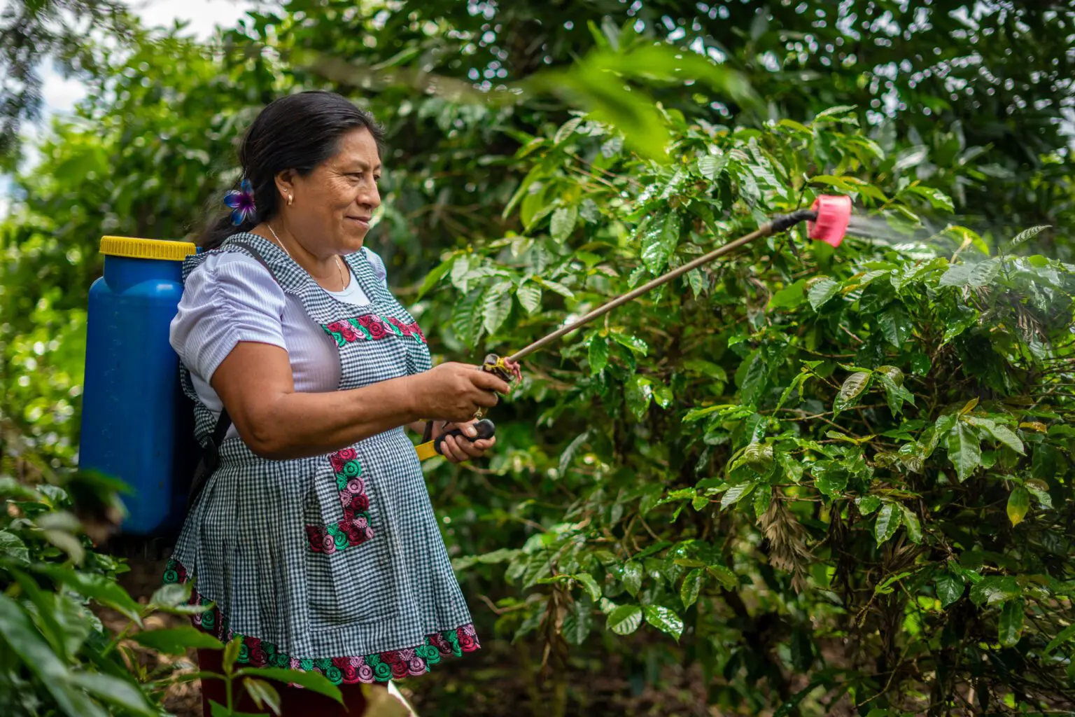 برنامج الأغذية العالمي يقود مشروعًا لتعزيز صمود مزارعي القهوة في غواتيمالا
