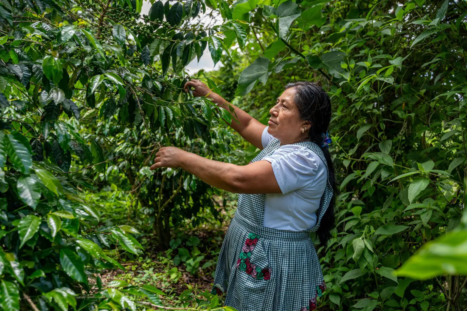 ВПП поддерживает кофейных фермеров в Гватемале