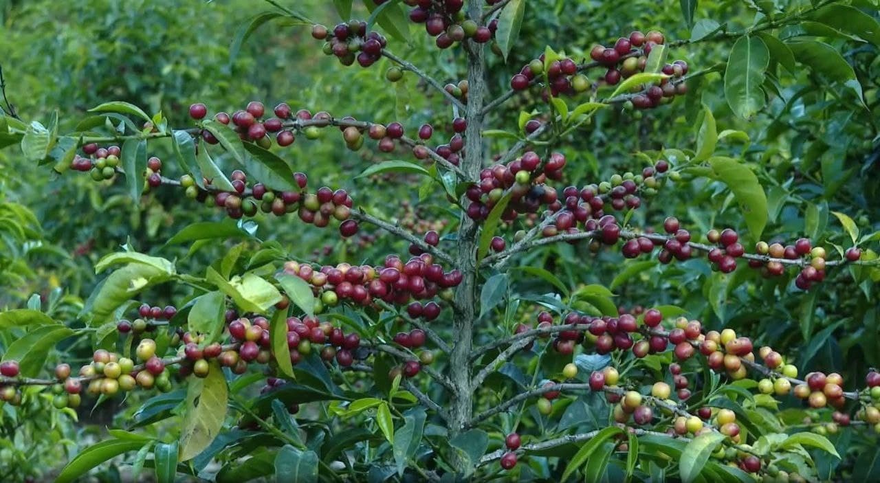 Drier Conditions in Brazil Lift Arabica Coffee Prices