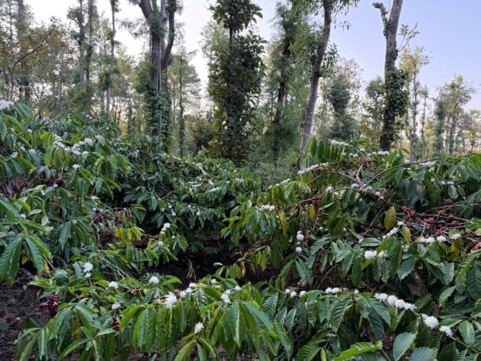 Индия — тихая сверхдержава кофе