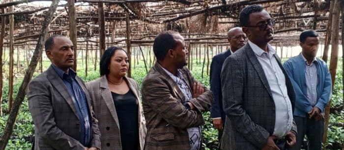 Эфиопия запускает стратегическую фазу развития чая