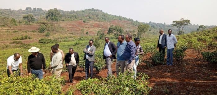 إثيوبيا تطلق مرحلة استراتيجية جديدة لتطوير الشاي: من 6,400 إلى 30 ألف هكتار