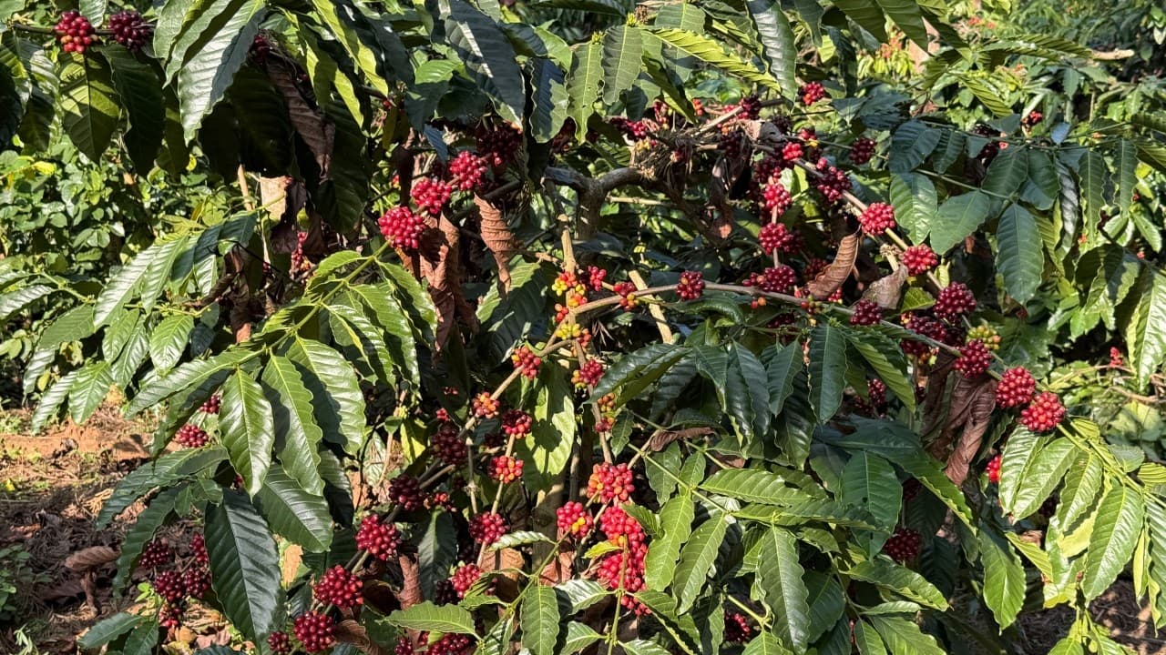 الهند… قوة قهوة صاعدة بصمت