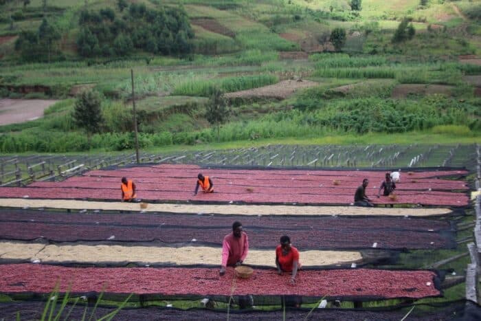 Burundi and Rwanda Coffee Harvest Update 2026