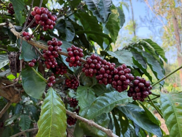 India’s Quiet Coffee Superpower