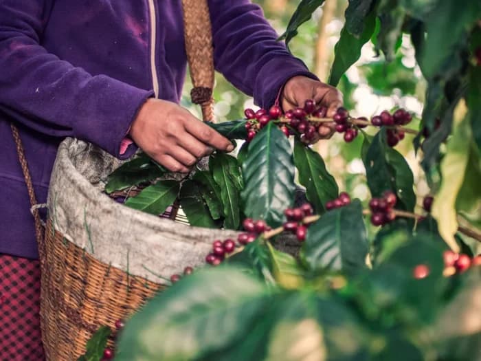 Peru Hits Record Coffee Sales of Over $1.5 Billion in 2025