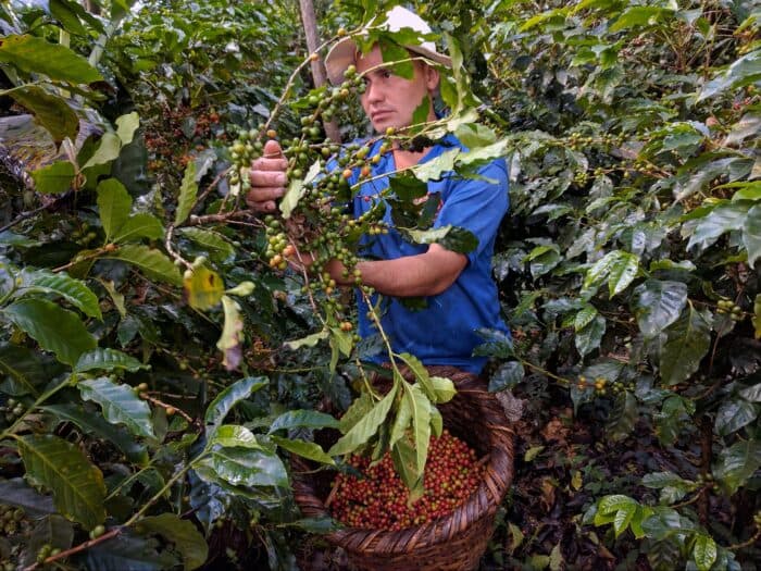 Фермеры кофе в Коста-Рике страдают из-за сильной валюты и падения цен