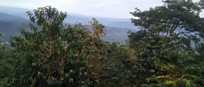 Global Study Maps the "Carbon Footprint" of Latin American Coffee