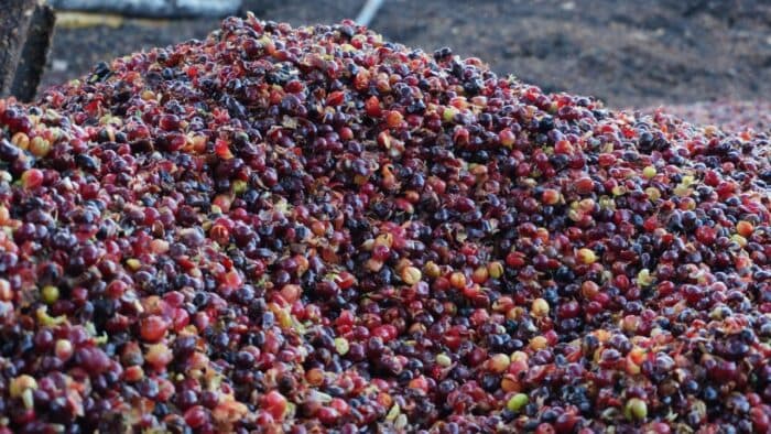 Coffee Pulp in Brazil: When the Coffee Cherry Refuses to Be Waste