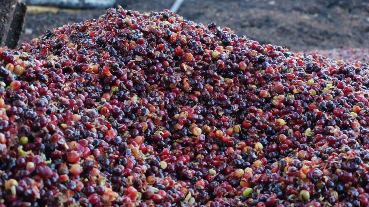 Coffee Pulp in Brazil: When the Coffee Cherry Refuses to Be Waste