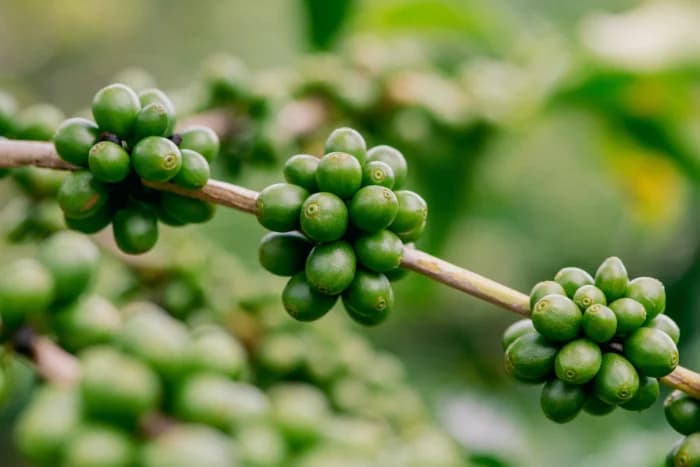Coffee Markets Decline as Supply Fears Subside