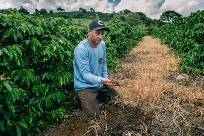 Brazil’s Coffee Reality: When Climate Pressure Collides With Market Demand