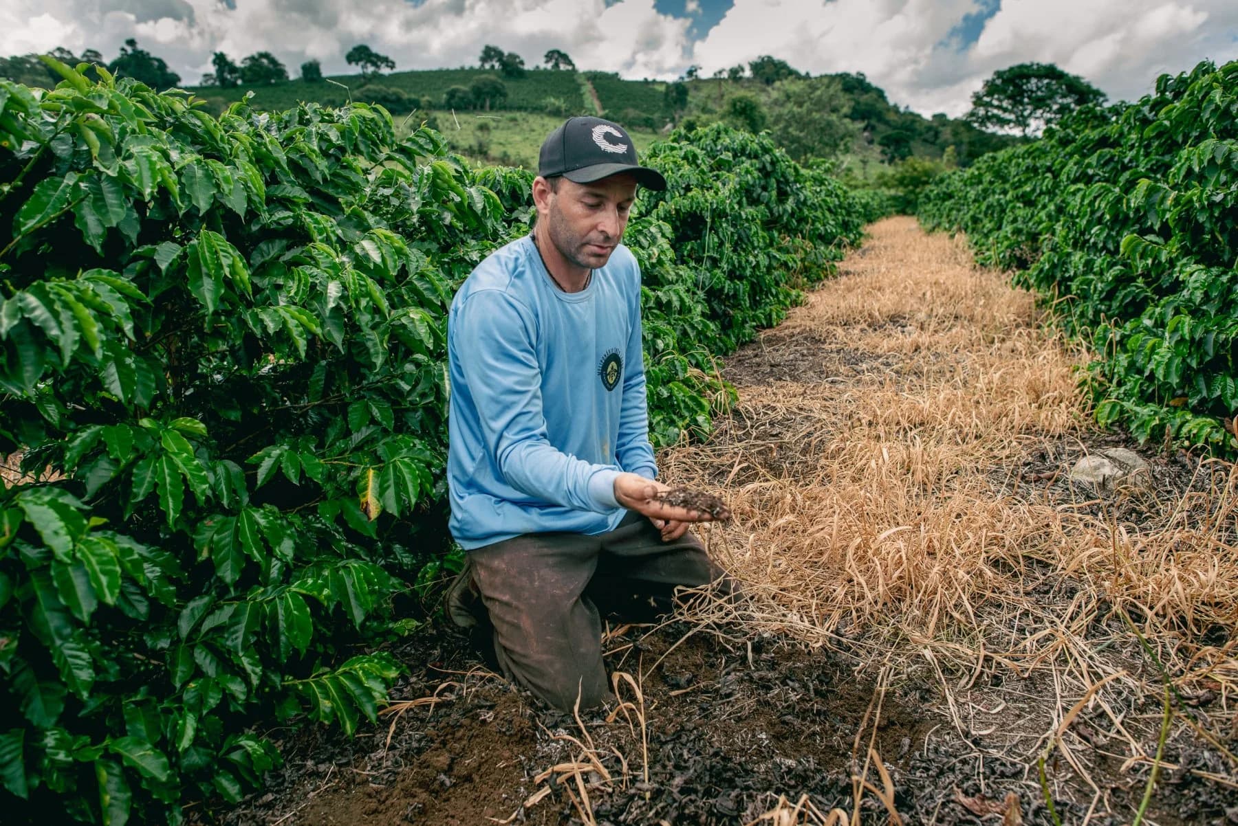 Brazil’s Coffee Reality: When Climate Pressure Collides With Market Demand
