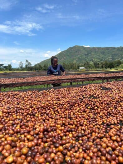 Navigating Uganda’s 2026 Arabica Season