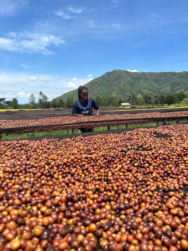 Navigating Uganda’s 2026 Arabica Season