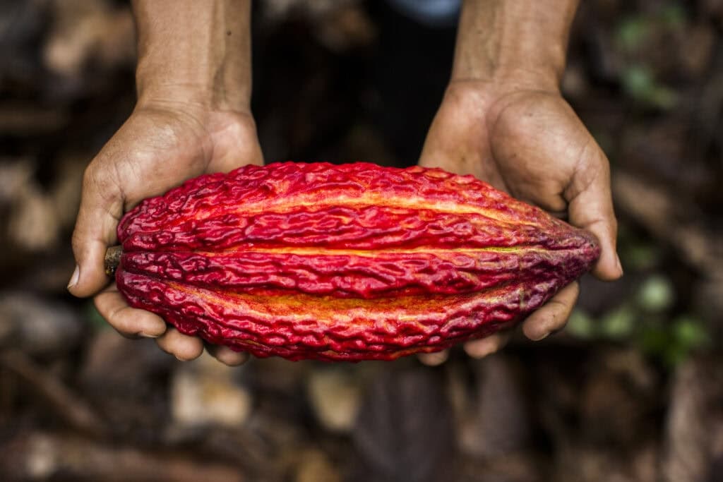 Ecuador Leads Cocoa Sector in Meeting EU Deforestation Rules