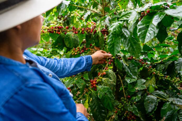 Lavazza Launches Regenerative Coffee for Professionals