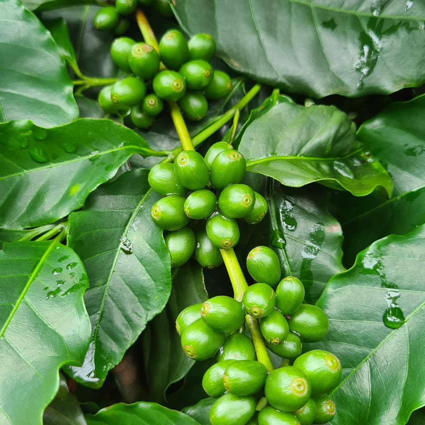 ADERE-MG Continues Fight Against Forced Labour in Brazil’s Coffee Sector