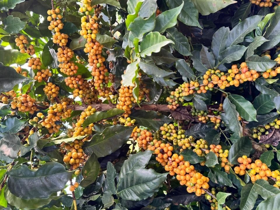 Coffee Prices Fall on Improved Brazil Crop Prospects