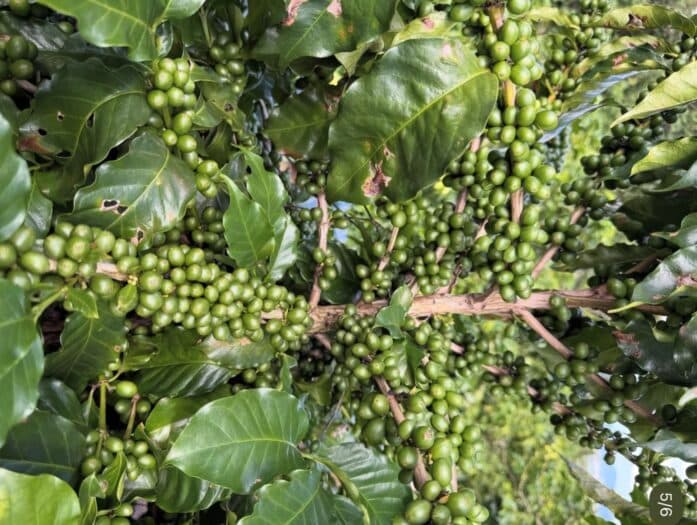 Brazil Coffee Output to Hit Record 66.7 Million Bags in 2026