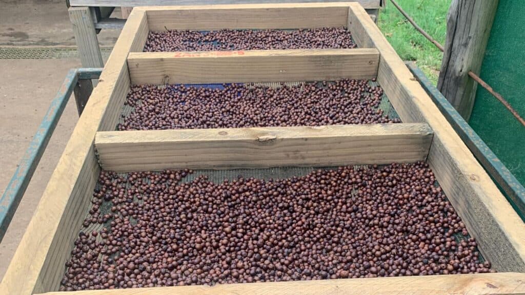 South Africa’s Rarest Coffee Thrives Along the KwaZulu-Natal Coast