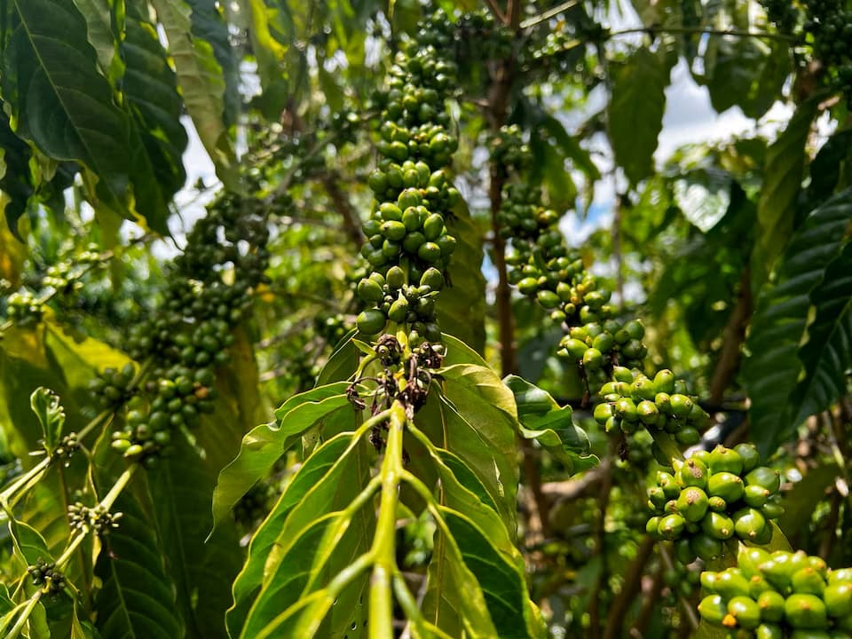Vietnam Coffee Exports Rise 16% in Early 2026 While Revenue Falls