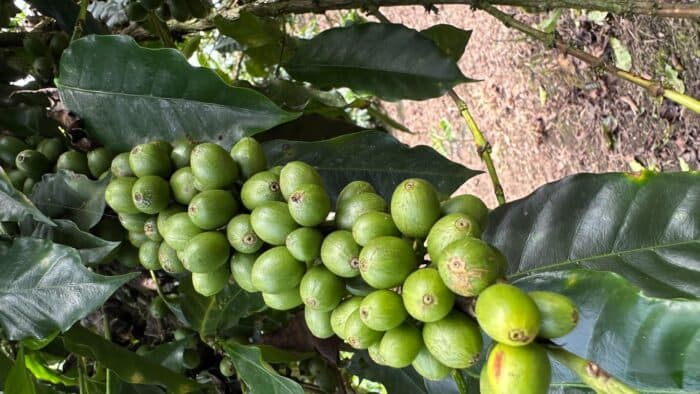 Ecuador Coffee Output Rises to 3.6 Million Bags in 2026