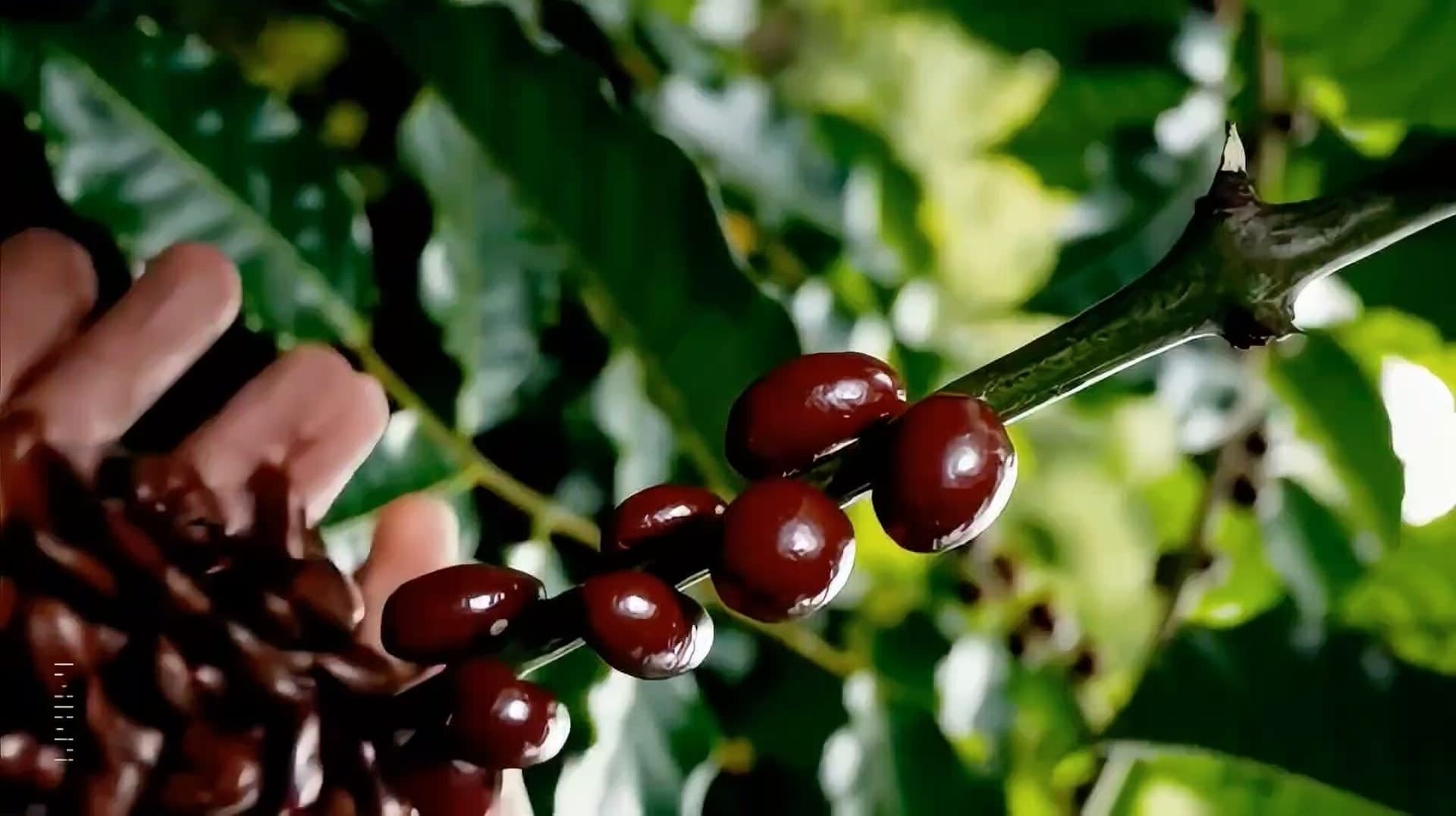 El Salvador Coffee Output Falls 7.5% to 542,000 Bags in 2026