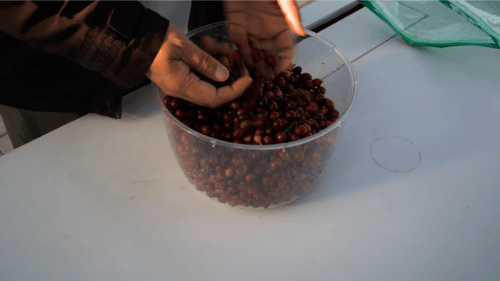 زراعة القهوة في هونغ كونغ.. تجربة جريئة في ظل ناطحات السحاب