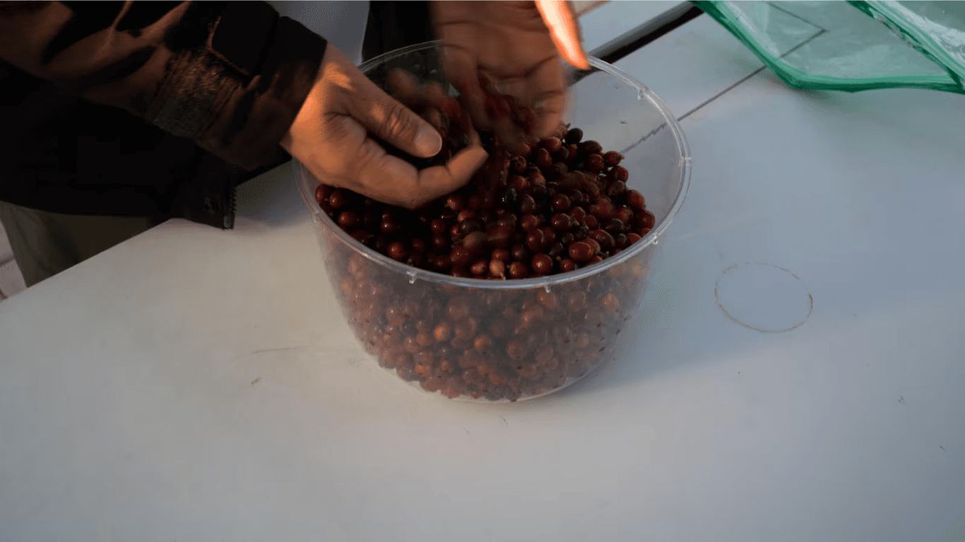 Coffee Farming in Hong Kong: A Bold Experiment in the Shadow of a Metropolis