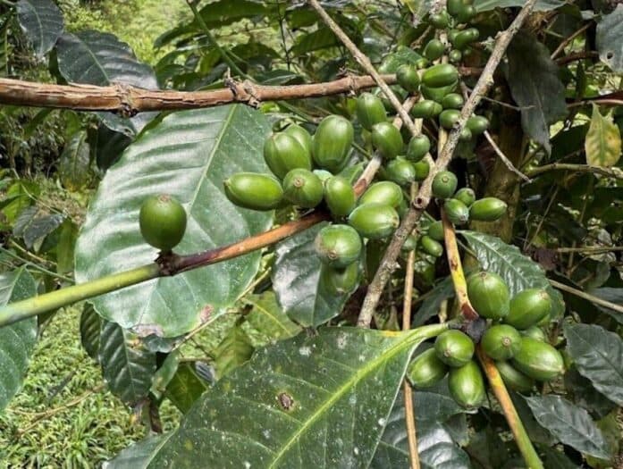Panama’s coffee terroir is no longer just a story. It’s becoming science