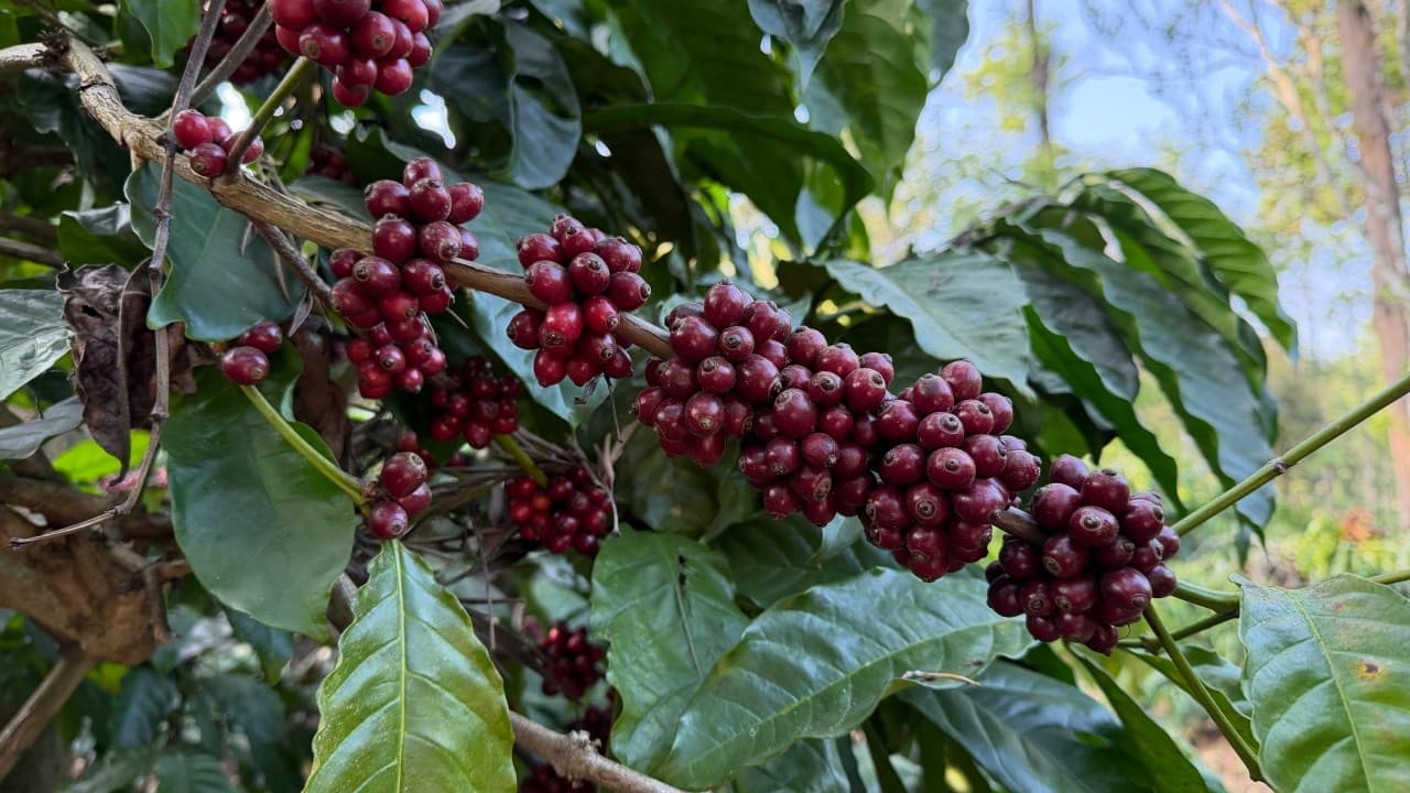 The Coffee That Was Never as “Robust” as Its Name Promised