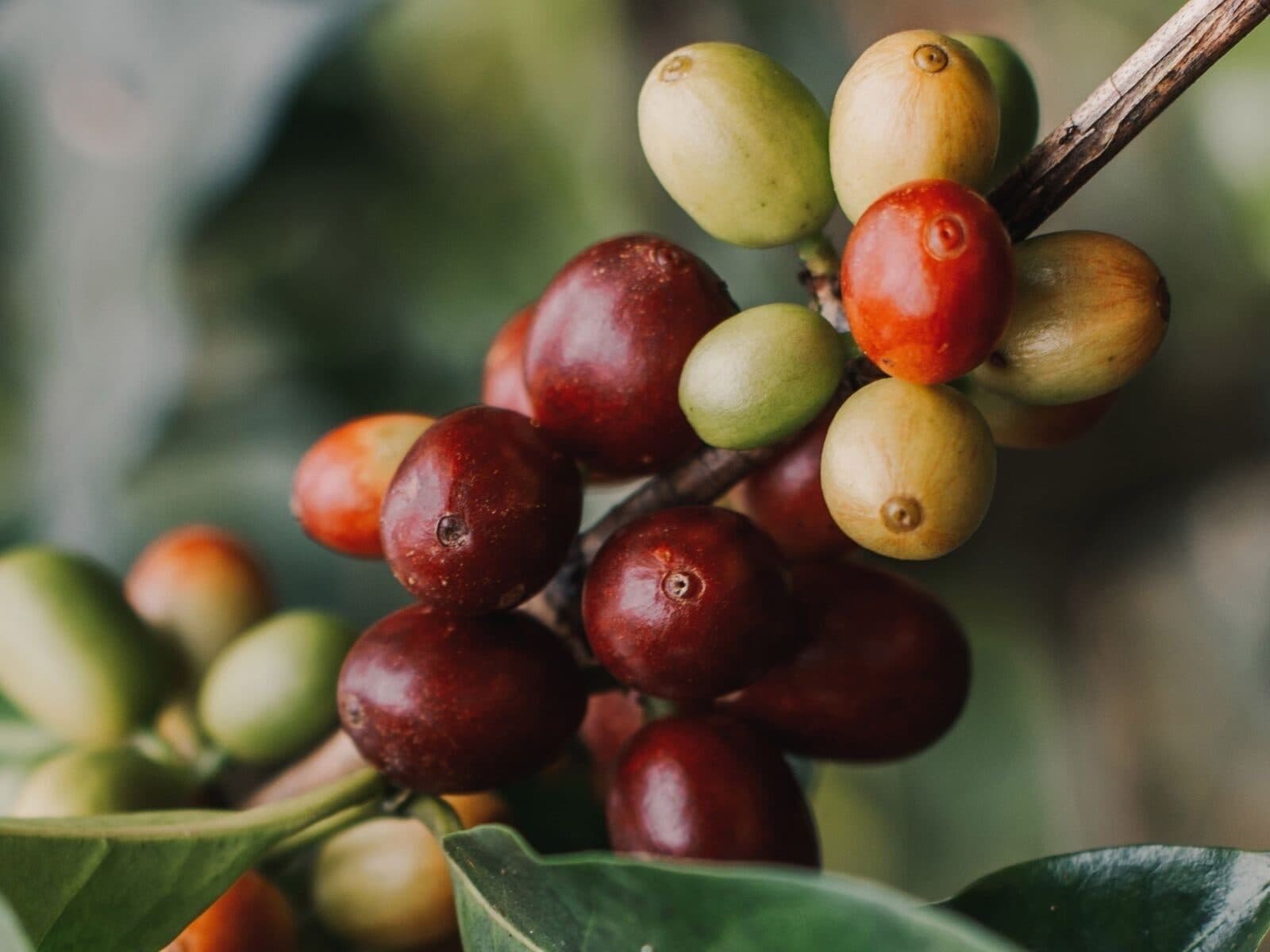 ICO Coffee Market Report April 2026: Global prices fall 2.7%