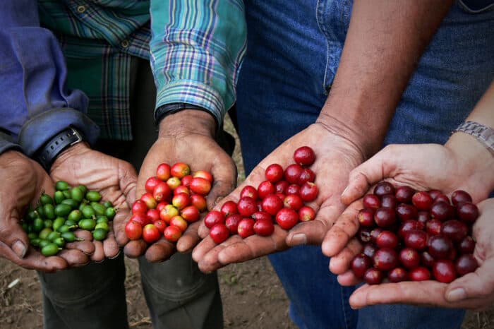 Cup of Excellence Auction Changes Coffee Farmer’s Life