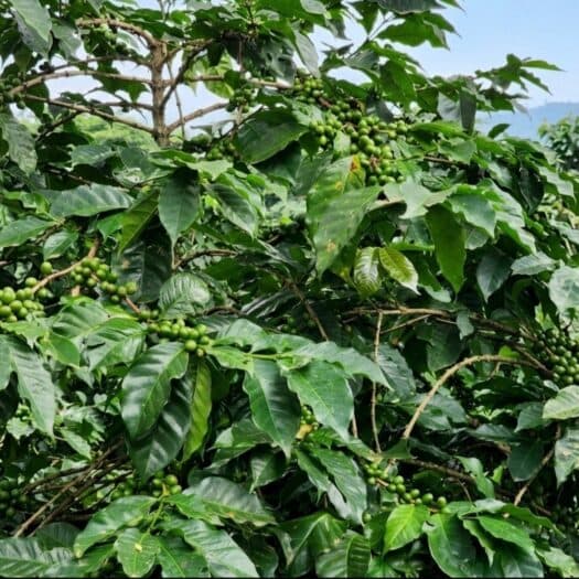 Coffee Prices Fall on Forecasts for Dry Weather in Brazil