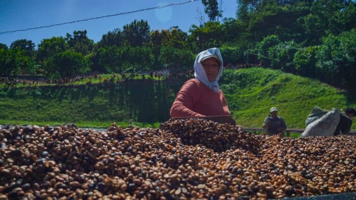 Colombia Blockades Lift Arabica to 272¢