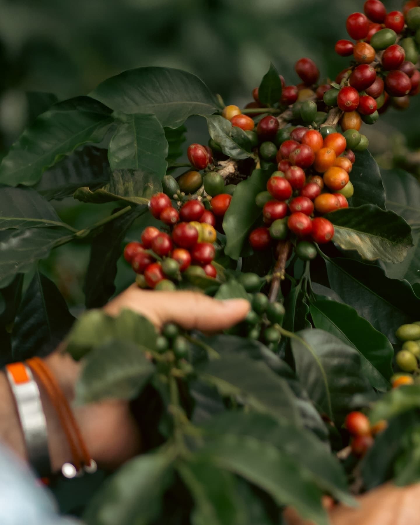 Colombia Coffee Output Rises 7.2% in 2026