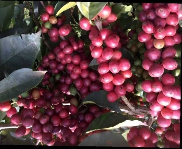 Kenya Coffee Production to Jump 12 Percent in 2026/27 on New Plantings and Better Crop Care