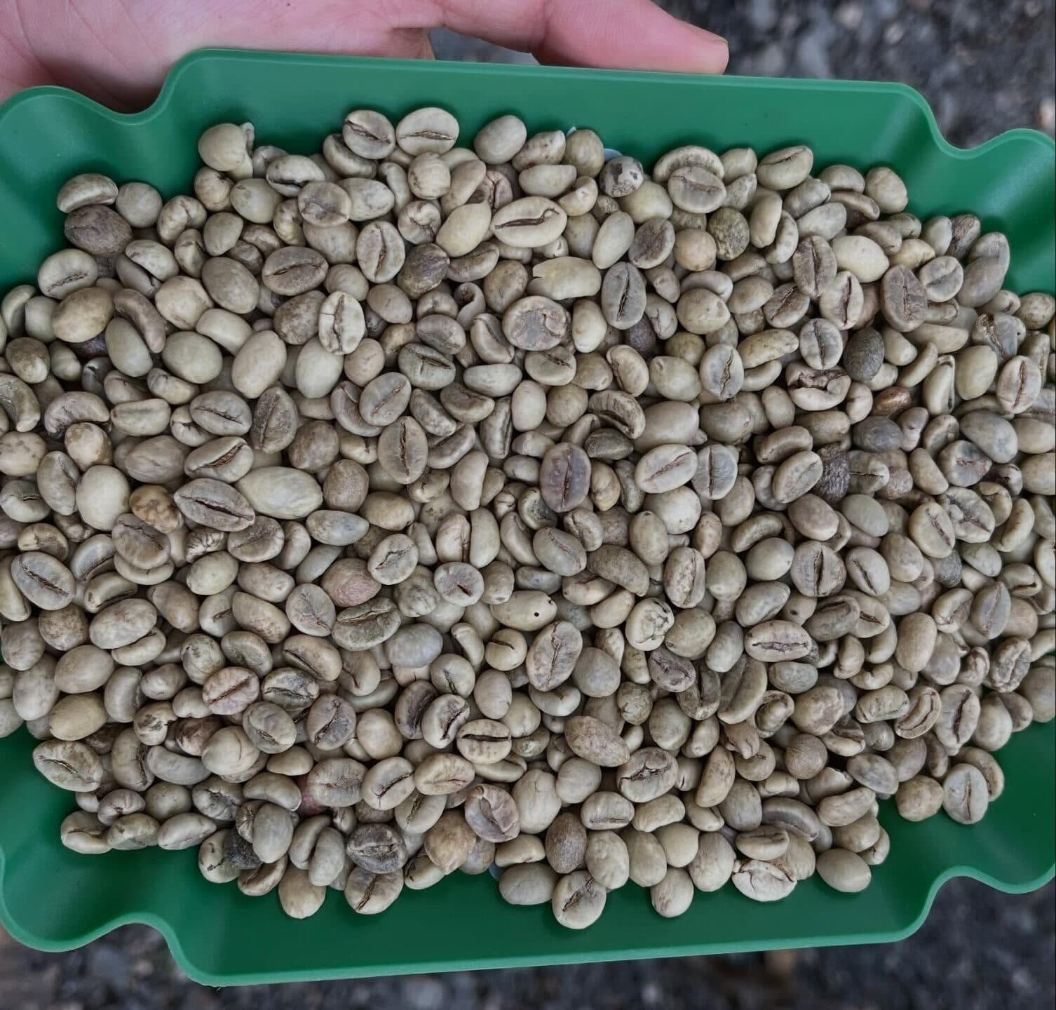 Robusta Coffee Rallies on Vietnam Dry Weather