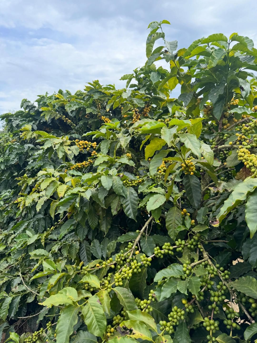 Arabica Coffee Rebounds Amid Tight Spot Market Supplies