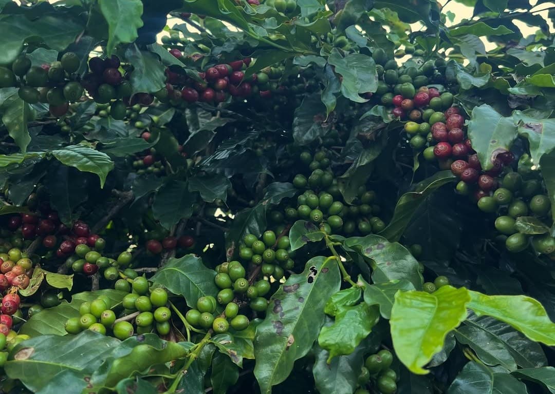 Brazil Coffee Harvest Pressures Weigh on Prices