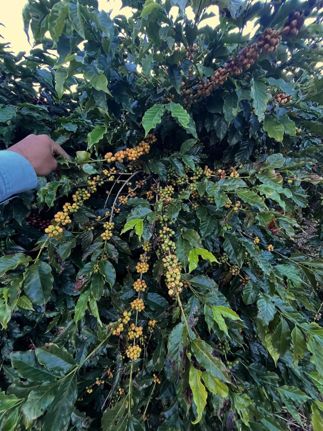 Coffee Prices Jump as Persistent Rain in Brazil Delays the Coffee Harvest