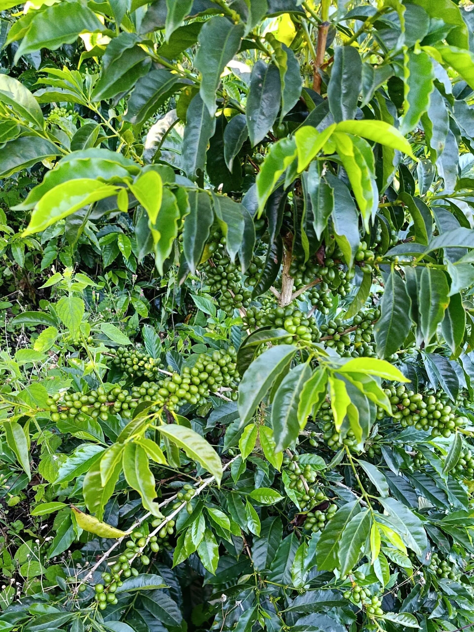 Drier Weather in Brazil Aids Coffee Harvest and Weighs on Prices