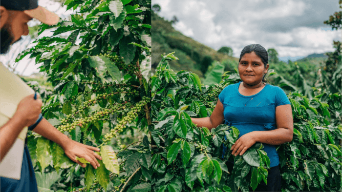 A researcher evaluating coffee plants alongside a farmer in a field, as featured in Benchmarking-Coffee-Production-Climate-Risk.pdf.jpg.