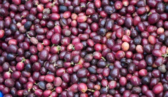 A dense, high-angle close-up view of a large harvest of ripe, deep-red and purple coffee cherries.