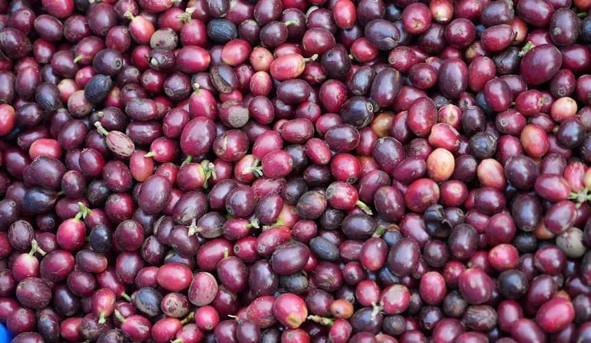 Coffee Farming in Vietnam Devours Half a Million Acres of Forest, Threatening Rare Species with Extinction