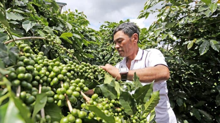 What Must Be Done to Stop Exporting Raw Coffee and Selling It Cheap?