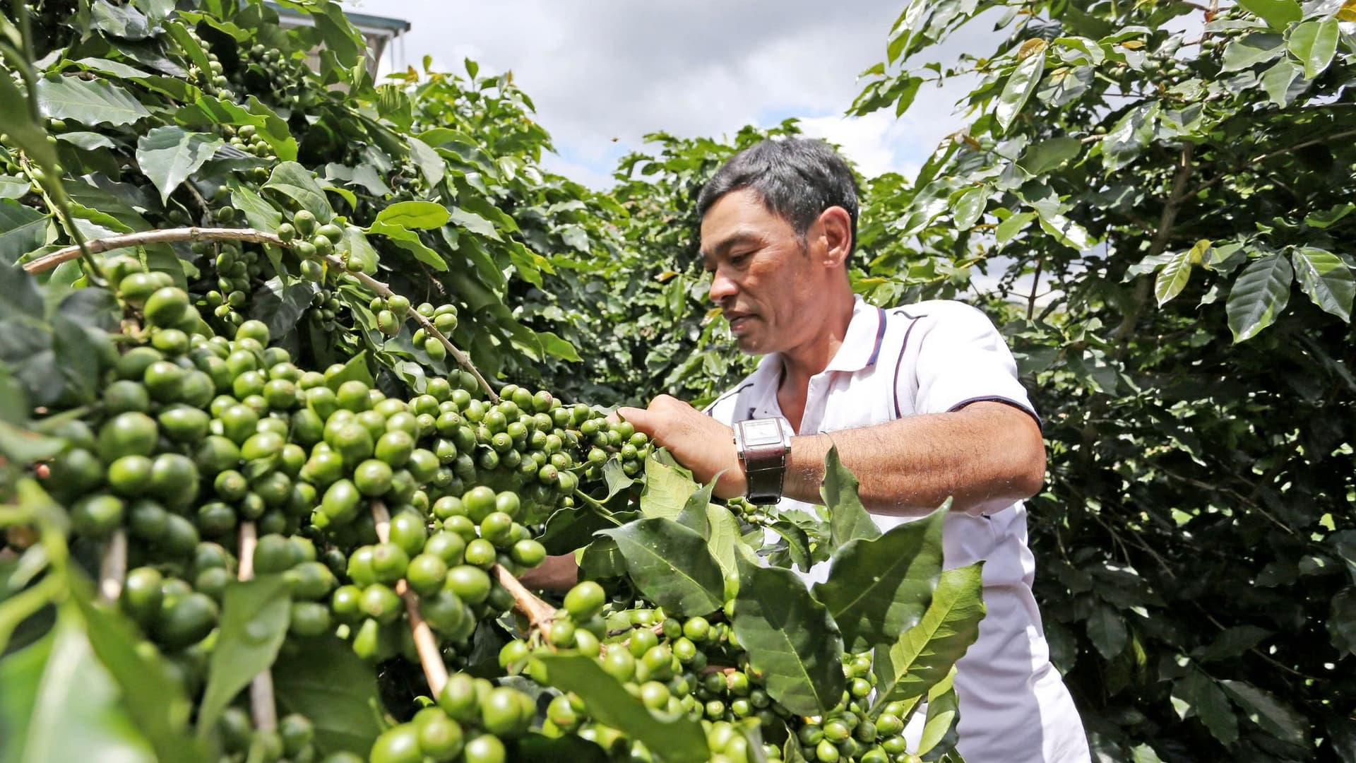What Must Be Done to Stop Exporting Raw Coffee and Selling It Cheap?